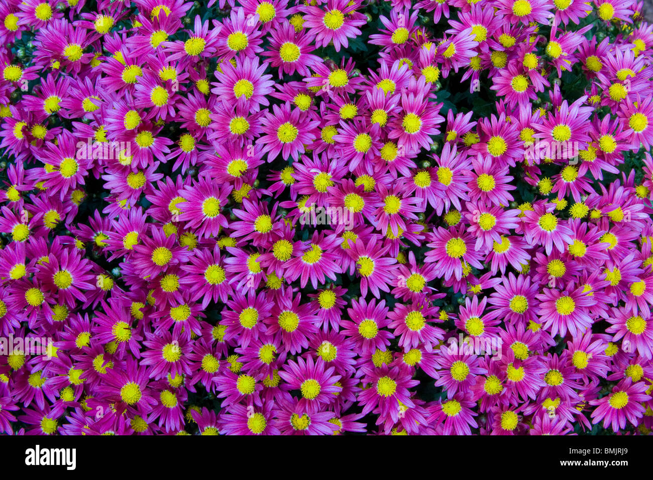 Fleurs lilas et jaune, Close up Banque D'Images