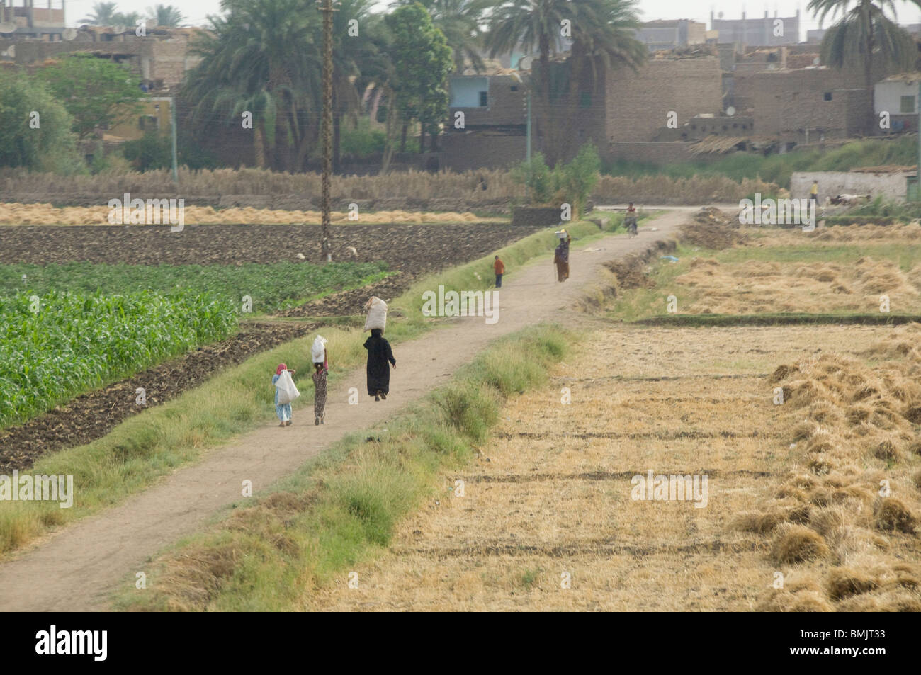 L'Egypte, Louxor. La vie quotidienne dans le champs agricoles de Louxor. Banque D'Images