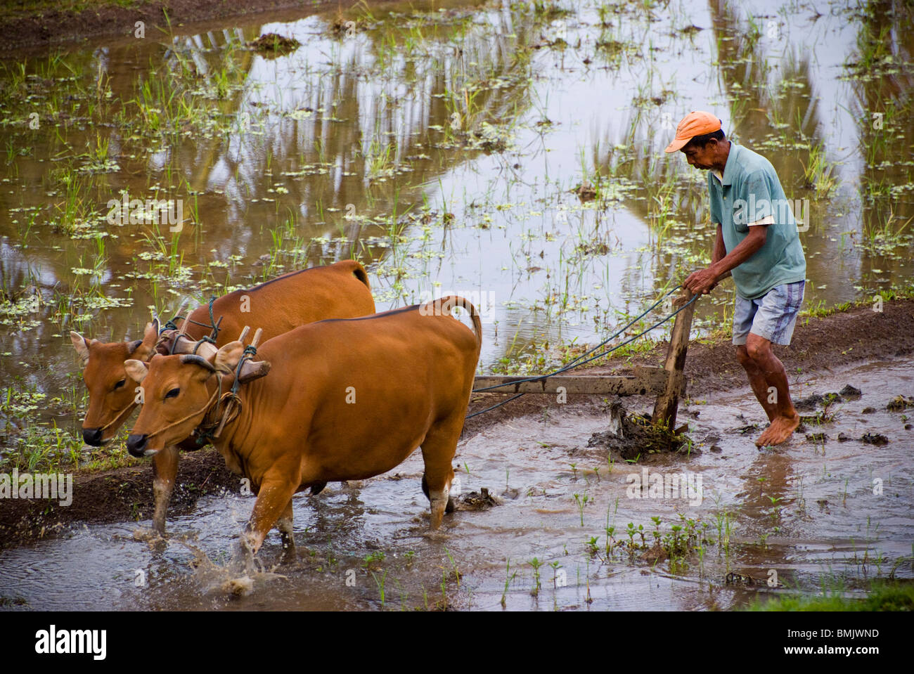 Les rizières de Bali, Indonésie, sont encore labourées par les vaches. Le travail commence tôt et se poursuit toute la journée. Un frienldy façon de ferme. Banque D'Images