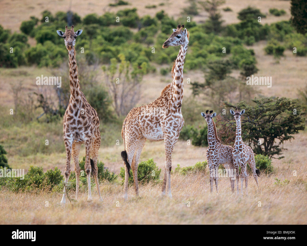 Deux girafes avec deux oursons / Giraffa camelopardalis Banque D'Images