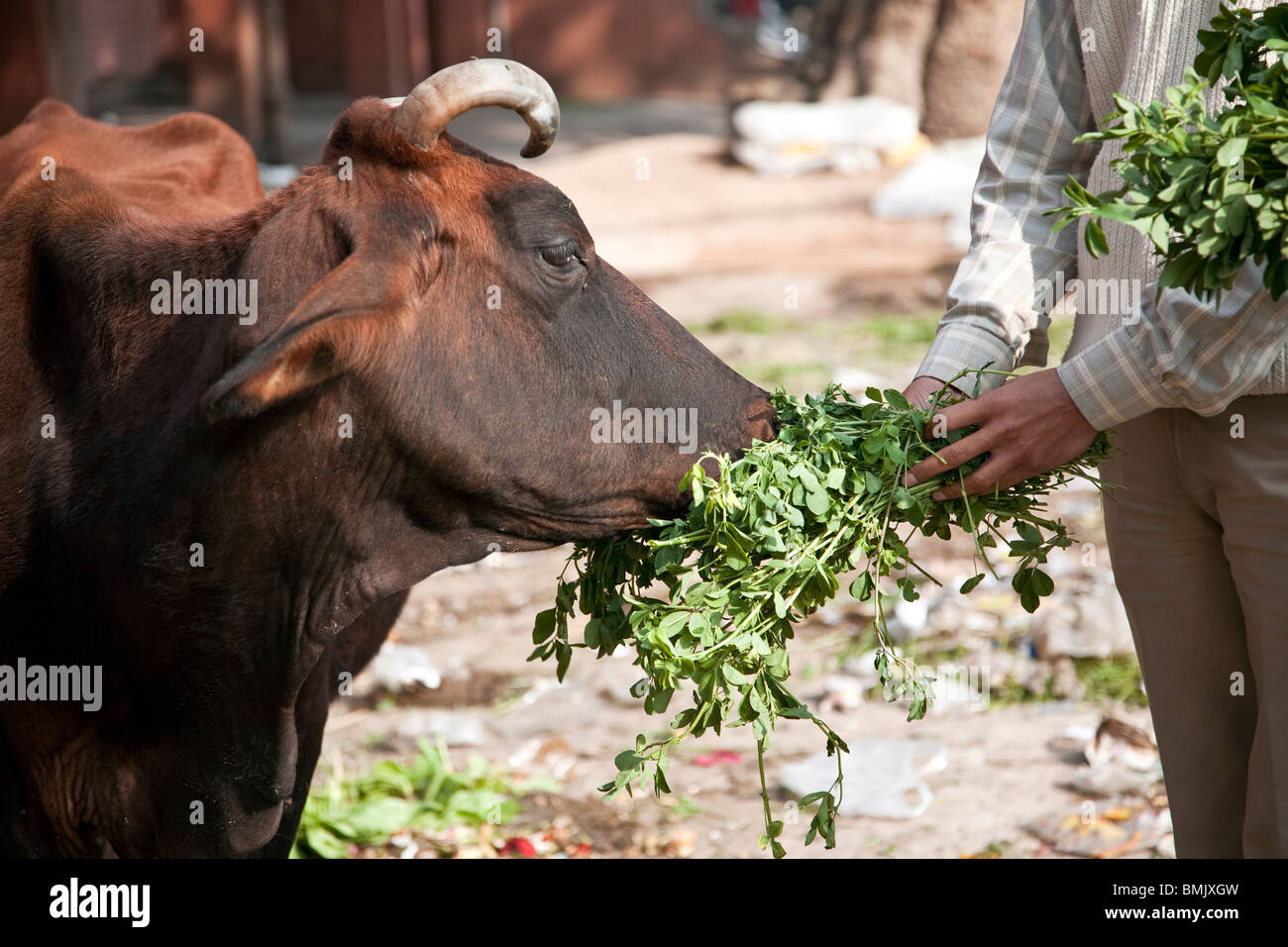 L'homme l'alimentation d'une vache sur la rue. Jaipur. Le Rajasthan. L'Inde Banque D'Images