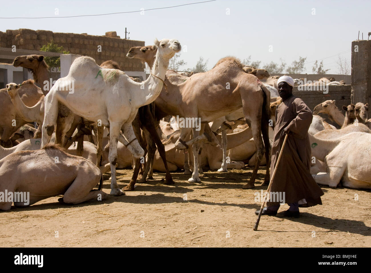 L'homme et de chameaux pour vente à la marché aux chameaux, Birqash, Al Jizah, Egypte Banque D'Images