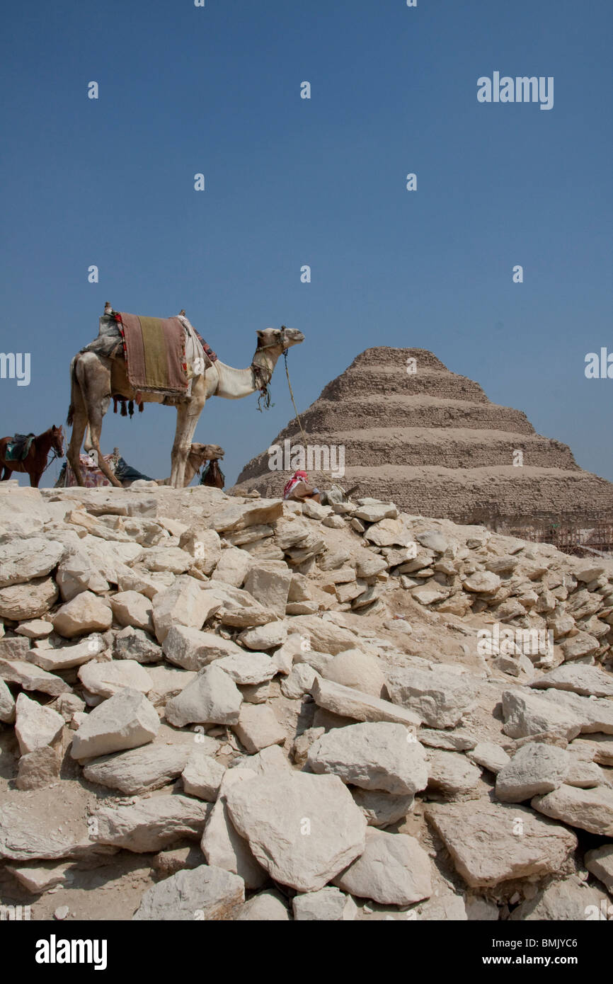 Camel et de Djoser, Saqqara, Egypte, Al Jizah Banque D'Images