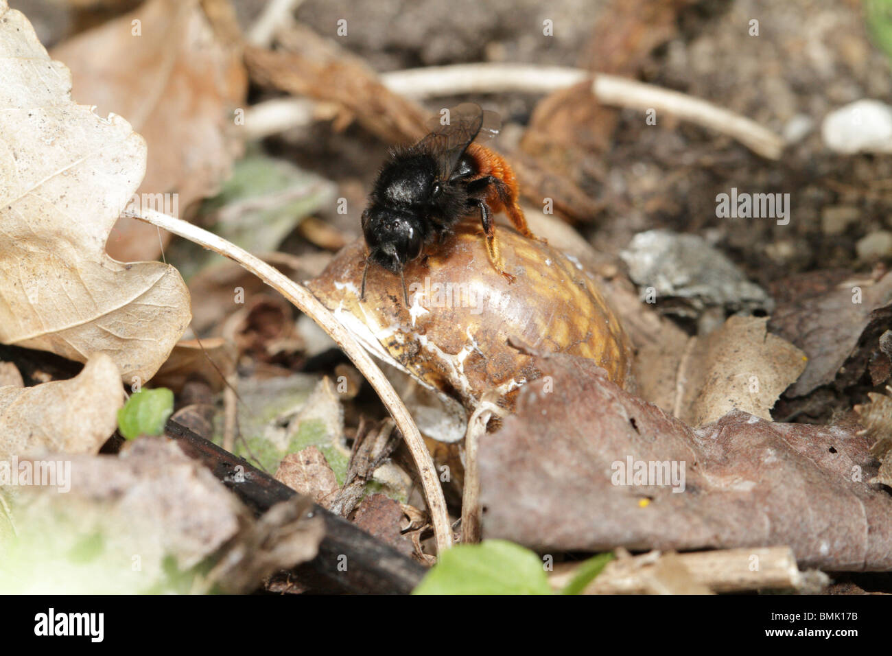 Osmia bicolor, une abeille sauvage, la construction d'un nid dans une vieille coquille d'escargot. Banque D'Images