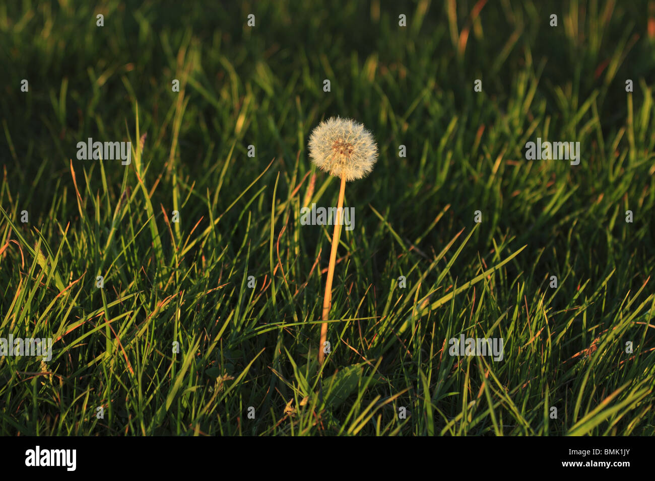 Un pissenlit (Taraxacum officinale) Amérique latine : Tête de semences dans la soirée la lumière sur les South Downs près de Eastbourne, East Sussex. Banque D'Images