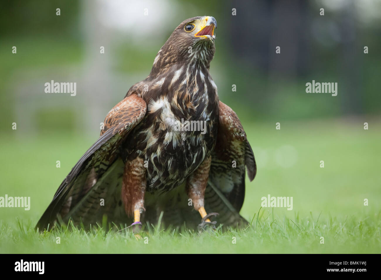 Un faucon ou Harris Harris Parabuteo unicinctus (Hawk) au cours d'une démonstration de fauconnerie en Angleterre Banque D'Images