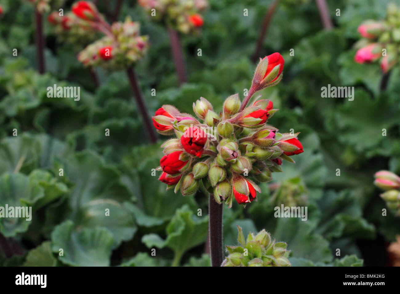 Les bourgeons de Pélargonium (géranium), Pélargonium, communément connu sous le nom de géraniums, sont un grand groupe diversifié d'evergreen et surtout les plantes tendres comme litière ou plantes d'intérieur. Bien que pélargonium sont souvent appelés géraniums, ce n'est pas correcte, comme le vrai géraniums sont des plantes herbacées hardy Banque D'Images