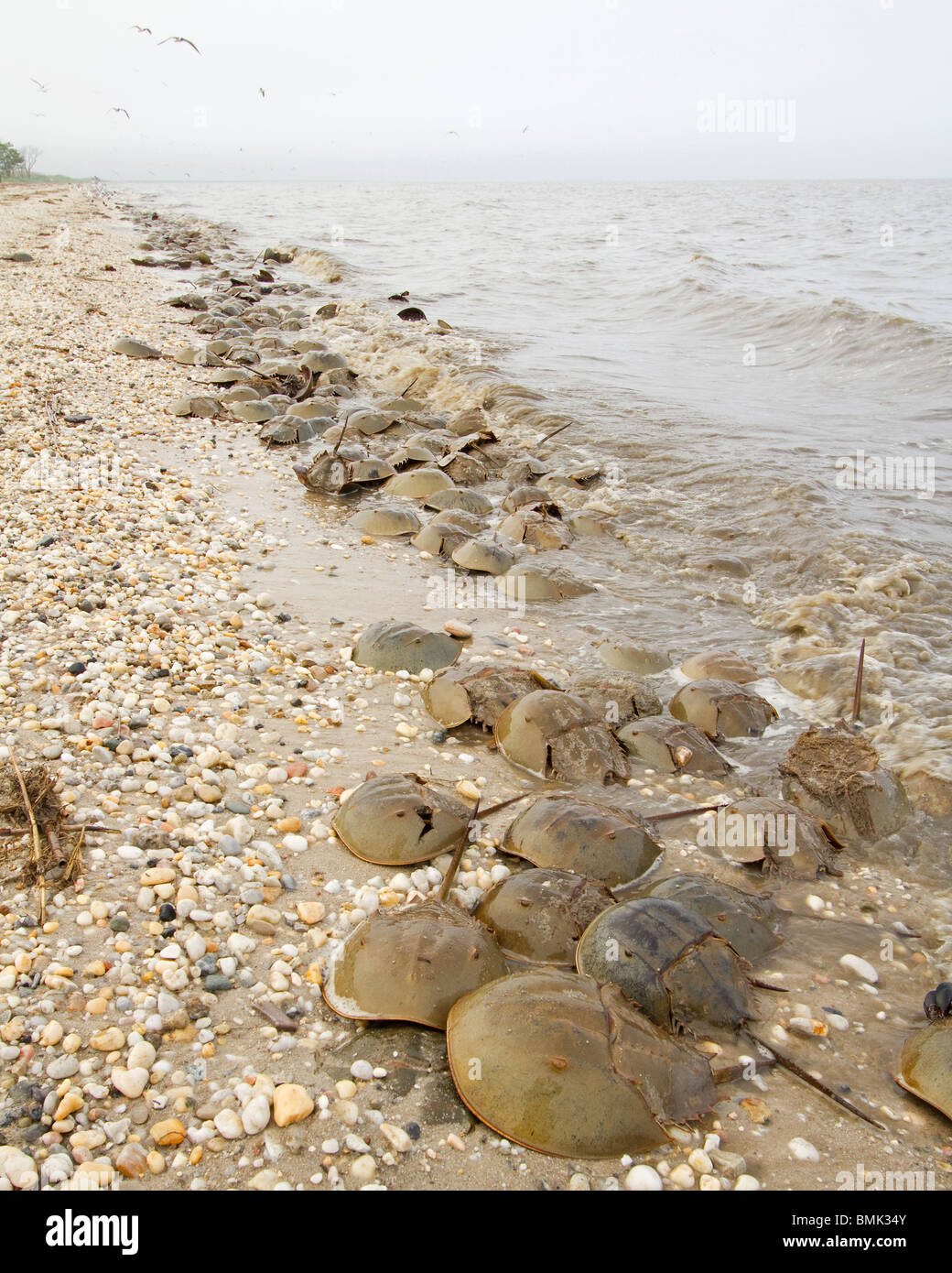 Limule (Limulus polyphemus) frai sur les plages du Delaware. Également connu sous le nom de casque de crabes. Banque D'Images