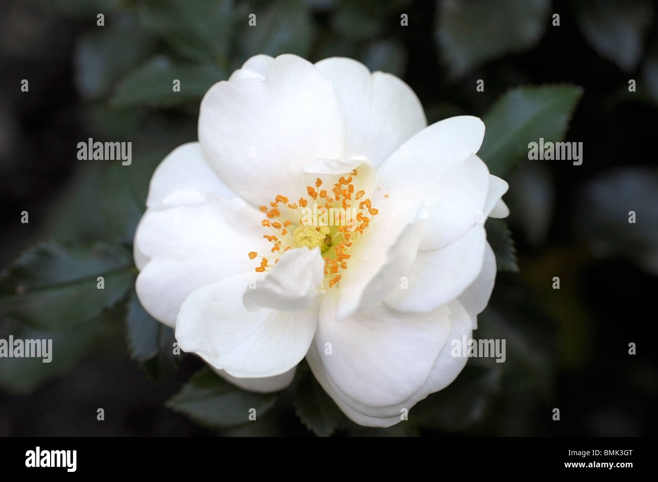 White Rose Vigorosa Banque D'Images