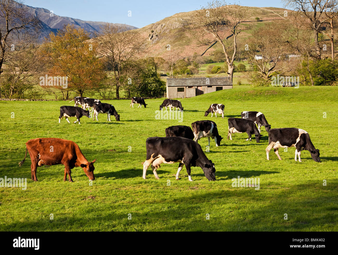Champ de vaches laitières troupeau bovin, pâturant dans un champ dans une ferme dans le Lake District, Cumbria, Angleterre, Royaume-Uni Banque D'Images