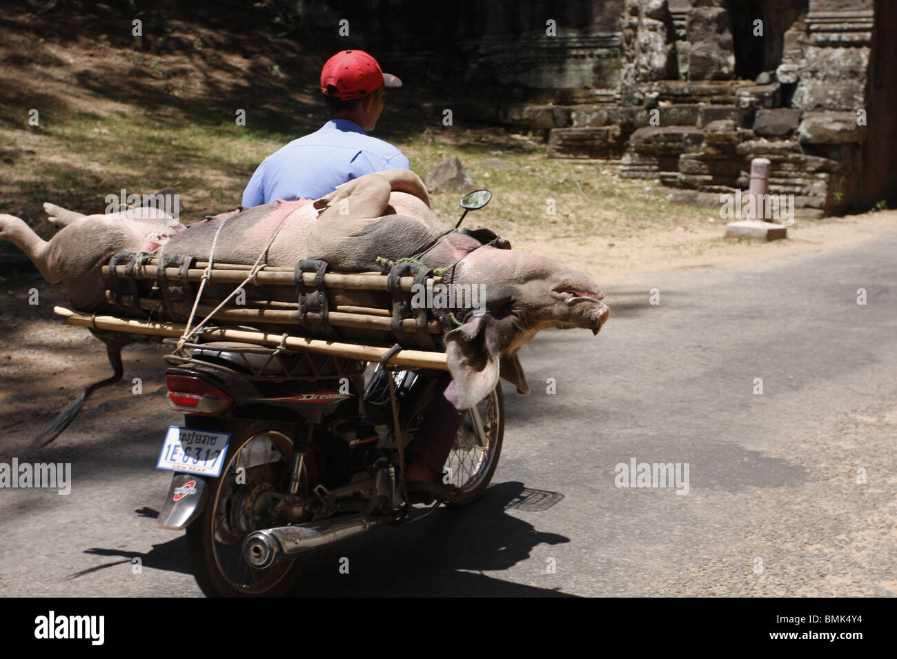 Un motocycliste durs un cochon par la Porte Sud d'Angkor Thom pour le marché, Siem Reap, Cambodge Banque D'Images