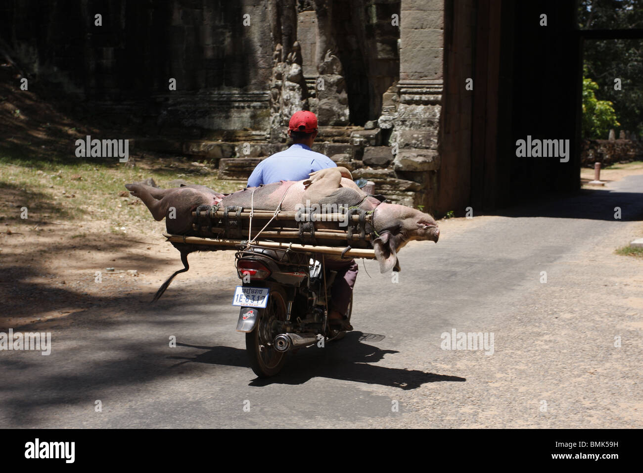 Un motocycliste durs un cochon par la Porte Sud d'Angkor Thom pour le marché, Siem Reap, Cambodge Banque D'Images