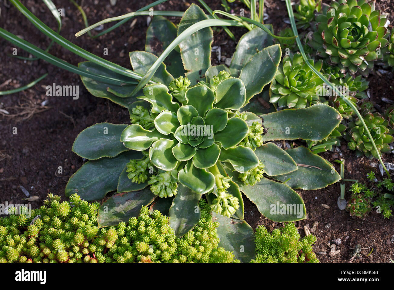 Cliff Maids, Broklewisia (Lewisia cotyledon) Banque D'Images