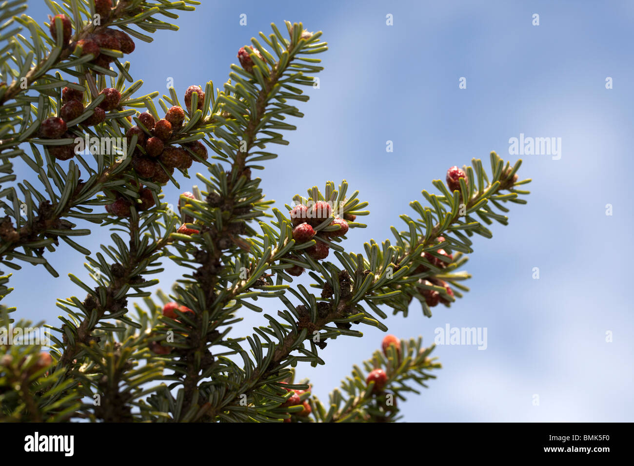 Sapin de Corée (Abies koreana) Banque D'Images