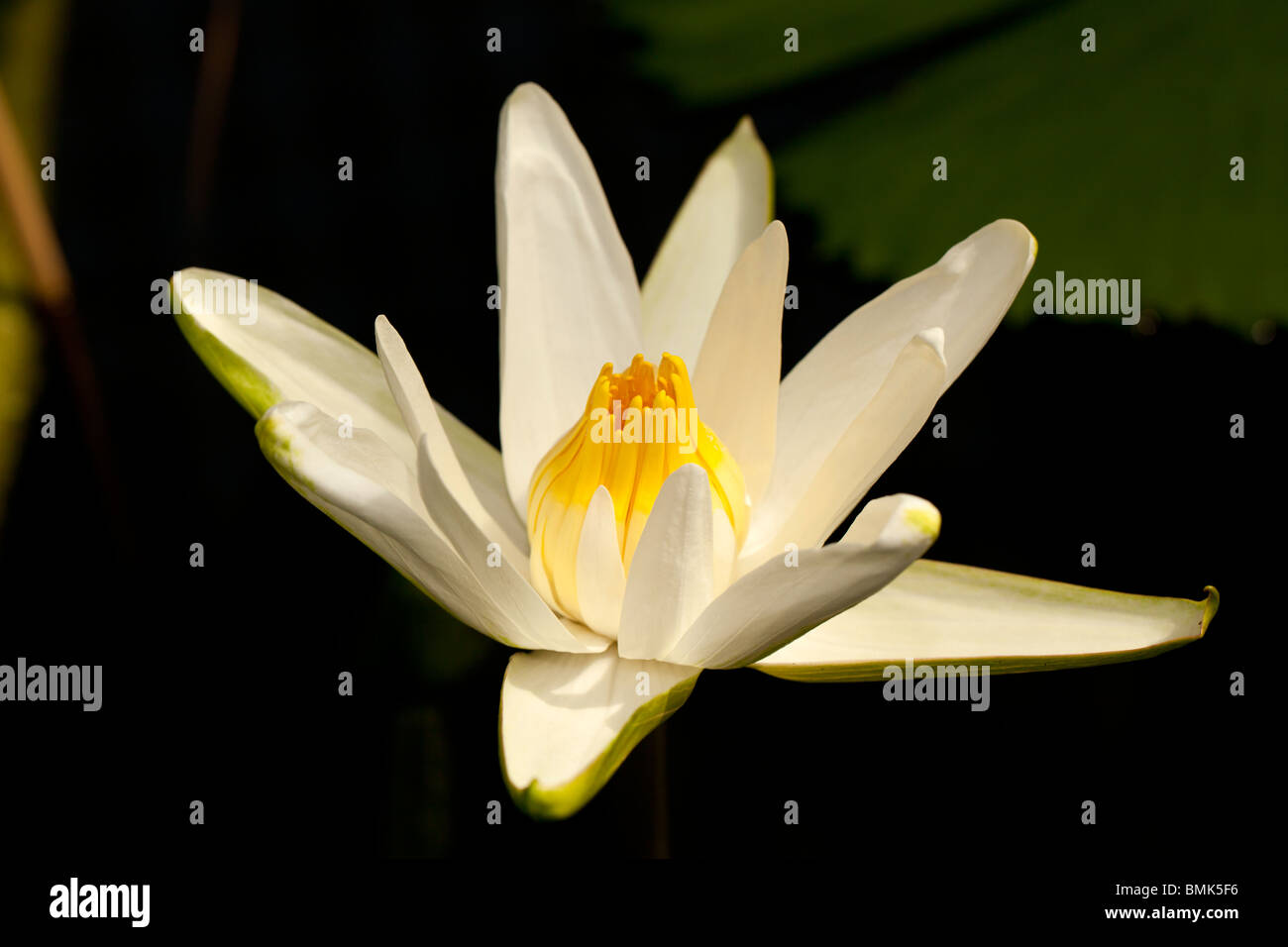 Tiger Lotus, Lotus Egyptisk (Nymphaea lotus) Banque D'Images