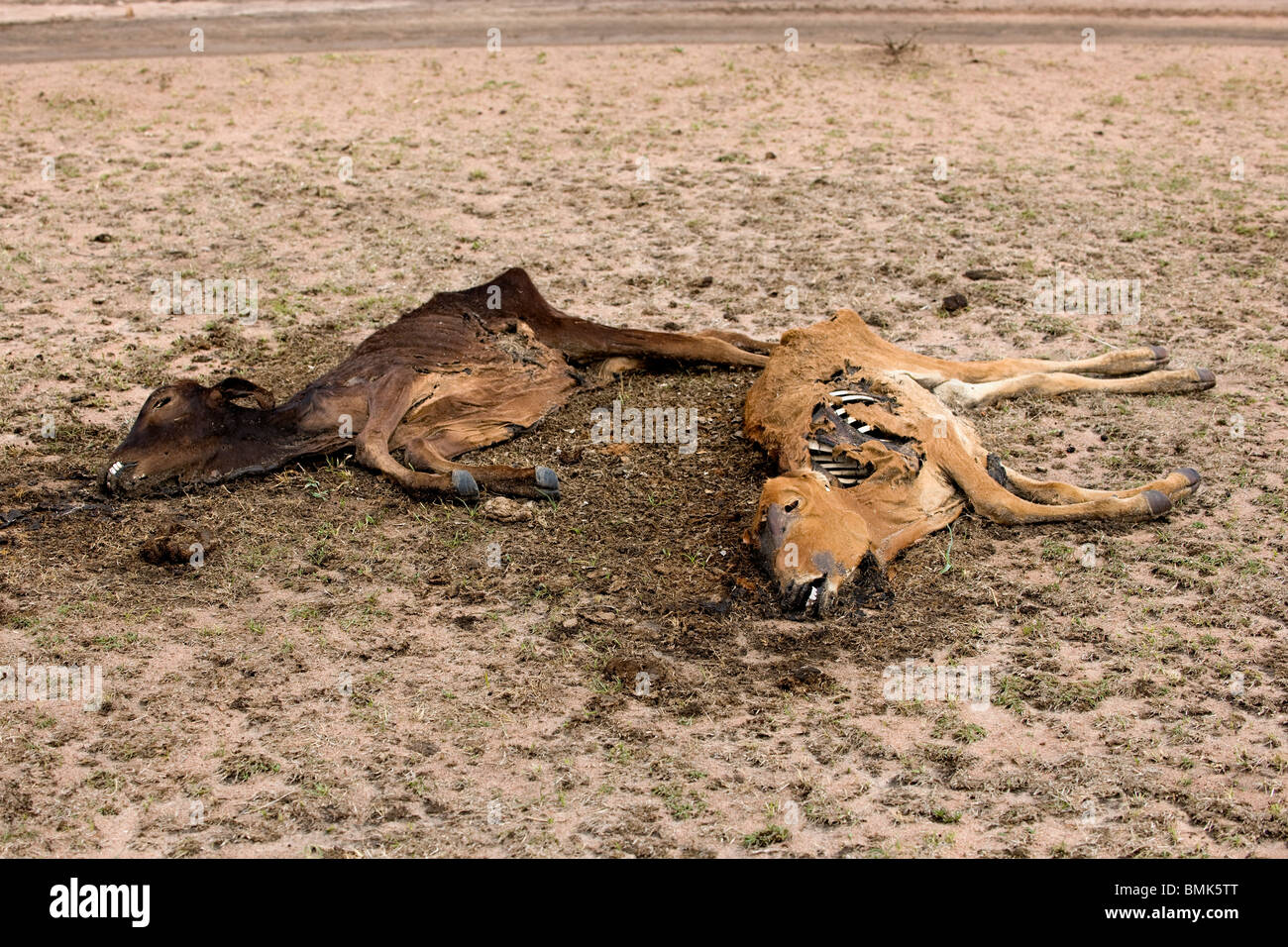 Les vaches mortes sur le terrain, Tanzania, Africa Banque D'Images