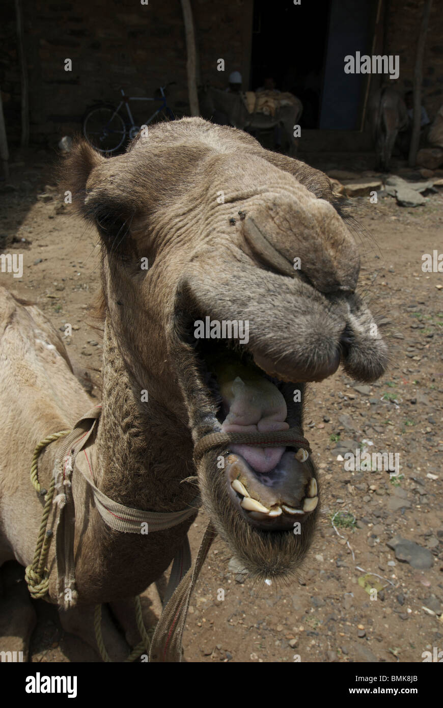 Langue de chameau Banque de photographies et d’images à haute