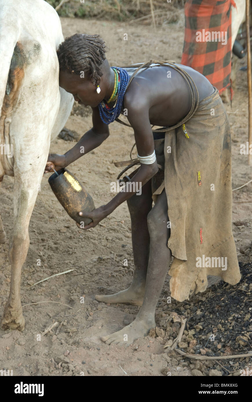 Ethiopie : Abaisser le bassin de la rivière OMO OMO, Delta, Dassenech village d'Ilokelete, en basse saison de l'eau, une jeune fille de la vache à traire Banque D'Images