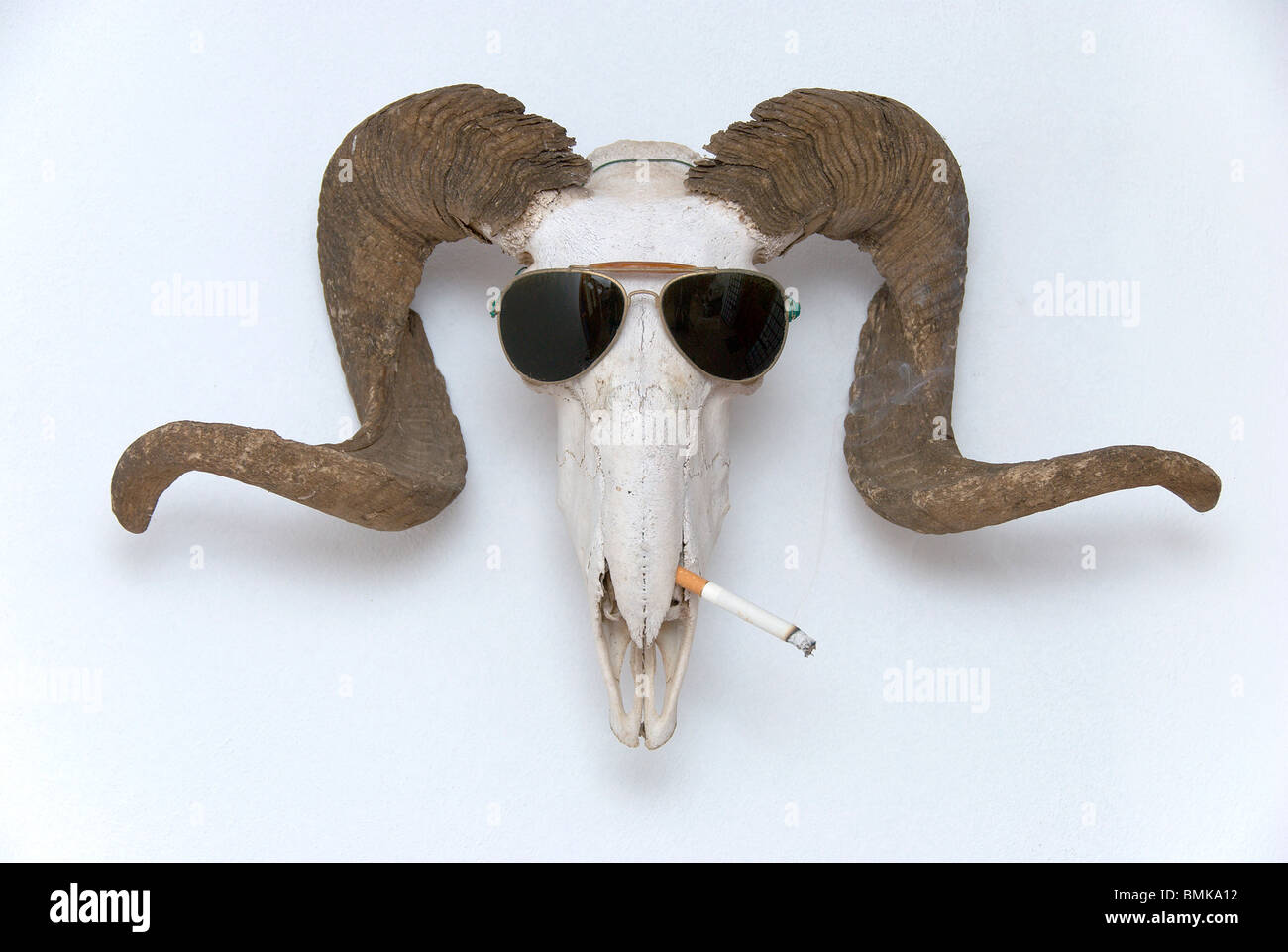 Squelette tête de mouton portant des lunettes de soleil et fumer une  cigarette Photo Stock - Alamy