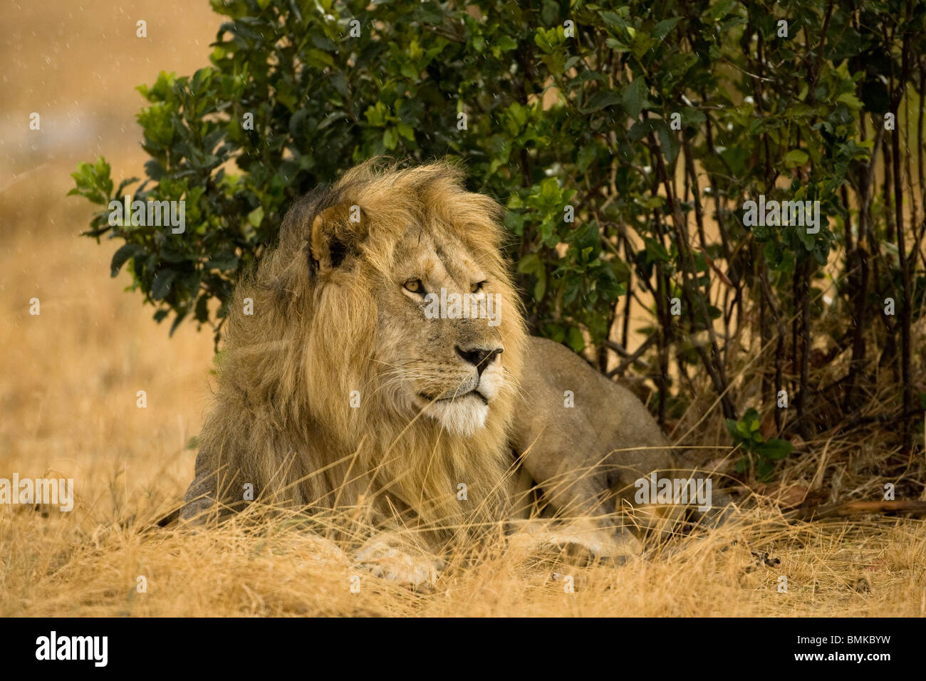 L'African Lion, Panthera leo, fixant dans le Masai Mara au Kenya, GR. Banque D'Images