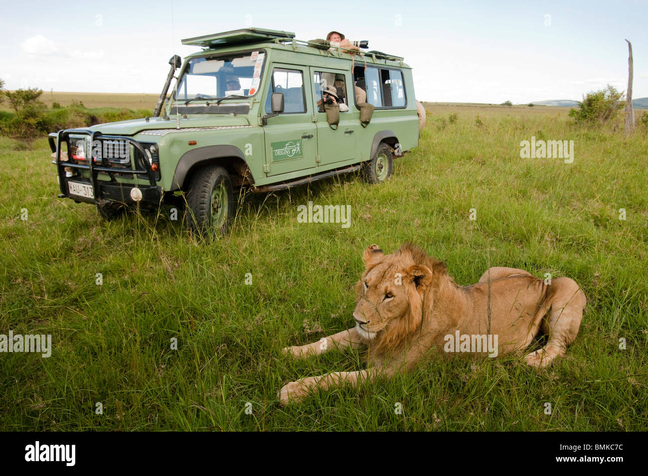 L'African Lion, Panthera leo, devant des véhicules de tourisme dans le Masai Mara au Kenya, GR. Banque D'Images