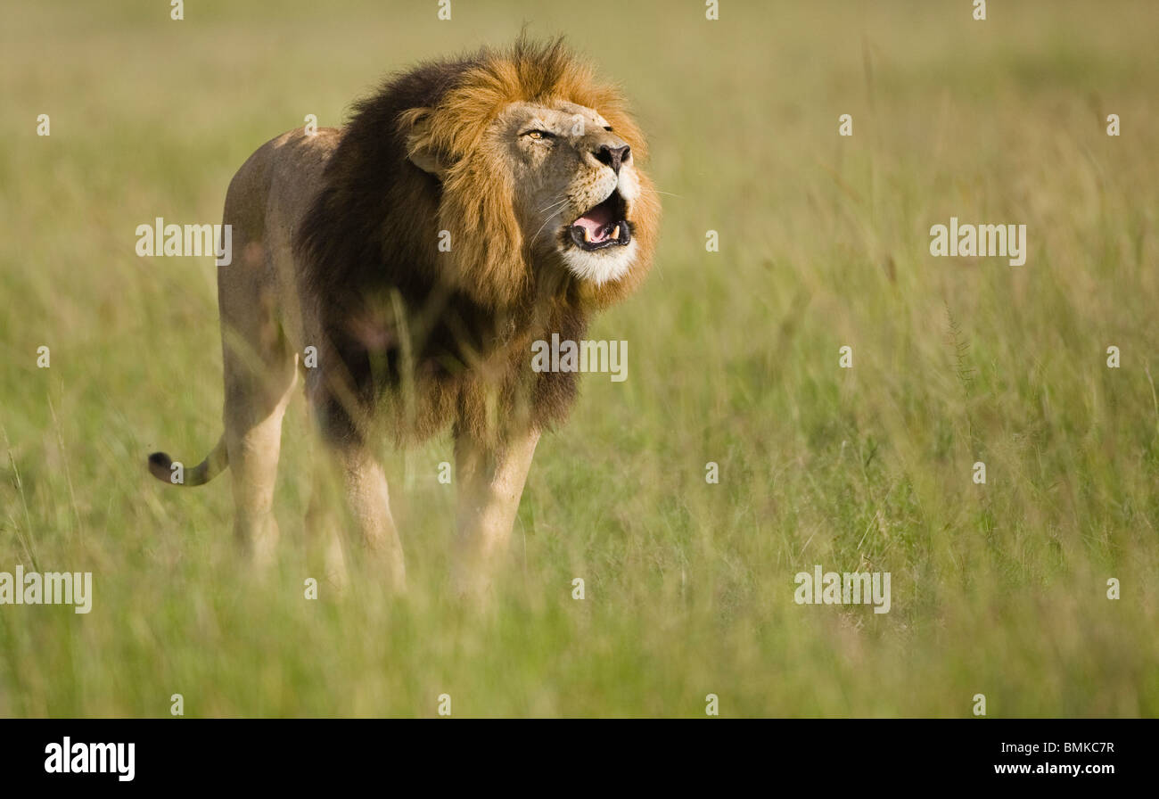 L'African Lion, Panthera leo, rugissant dans le Masai Mara au Kenya, GR. Banque D'Images