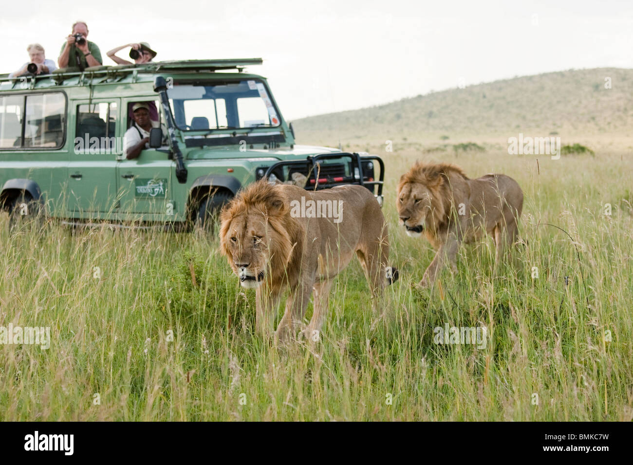 L'African Lion, Panthera leo, devant des véhicules de tourisme dans le Masai Mara au Kenya, GR. Banque D'Images