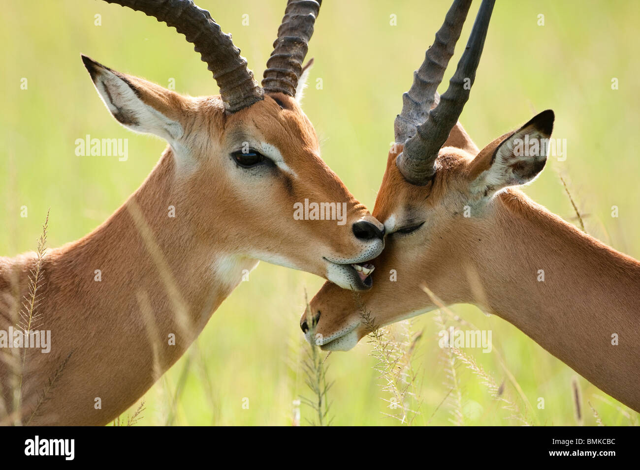 Impala, Aepyceros melampus, dans le Masai Mara au Kenya, GR. Banque D'Images