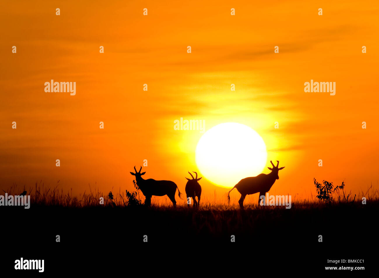 Groupe de Topi, Damaliscus korrigum, silhouetté au coucher du soleil dans la réserve de Masai Mara, Kenya. Banque D'Images