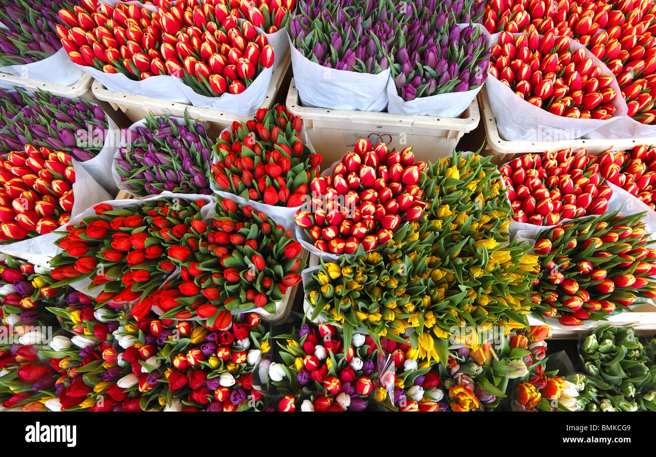 Tulipes en vente sur le marché aux fleurs d'Amsterdam, Hollande. Banque D'Images