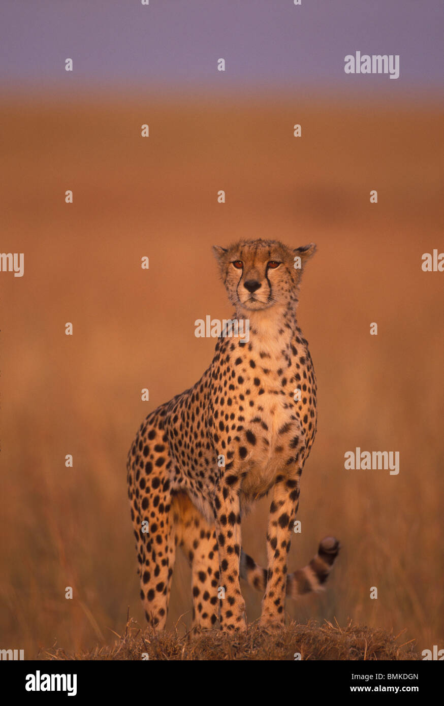 Afrique, Kenya, Masai Mara, femelle adulte Guépard (Acinonyx jubatas) sondages savanna du haut de la termitière Banque D'Images