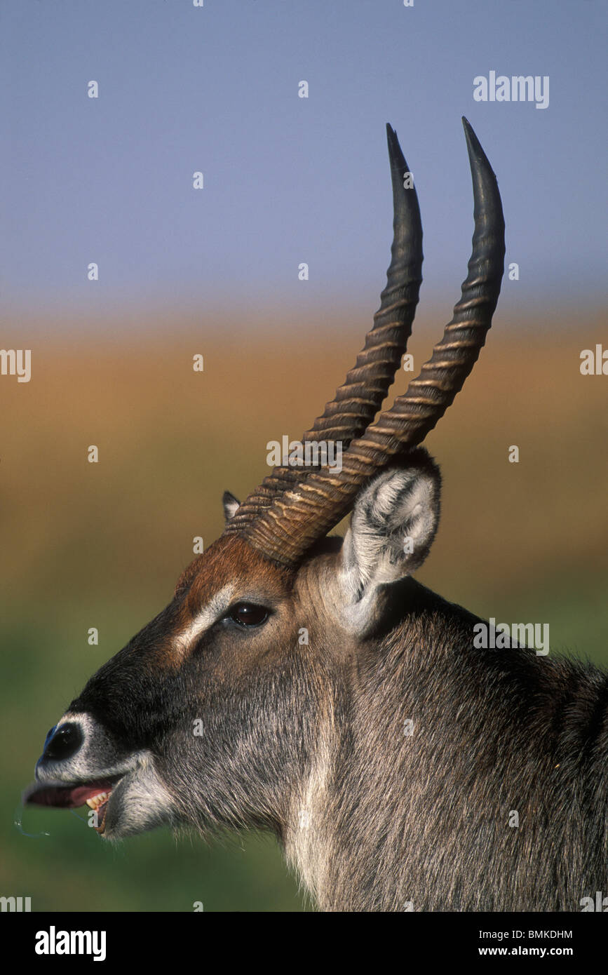 Afrique, Kenya, Masai Mara, Close-up des mâles adultes de Cobe (Kobus ellipsiprymnus) in early morning light Banque D'Images