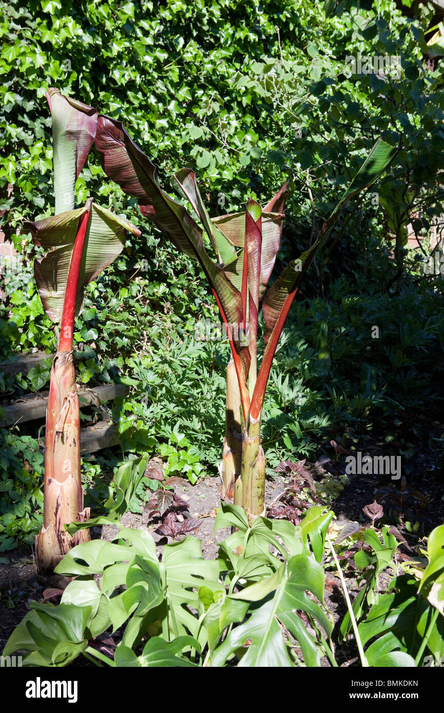 Ensete ventricosum - Banane Abyssin Banque D'Images