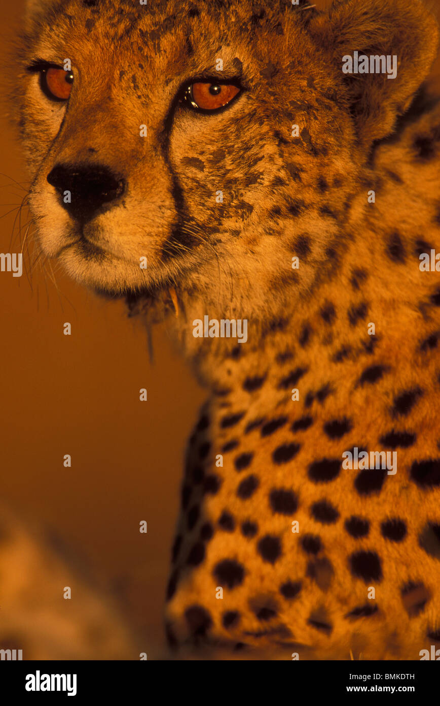 Afrique, Kenya, Masai Mara, Close-up portrait of young adult male Guépard (Acinonyx jubatas) au coucher du soleil Banque D'Images