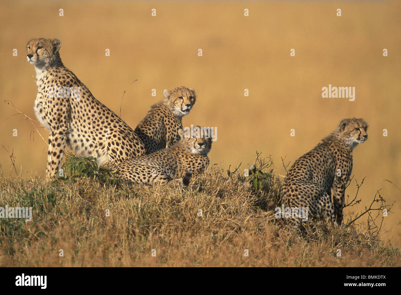 Afrique, Kenya, Masai Mara, femelle adulte Guépard (Acinonyx jubatas) assis avec des petits à la savane sur Banque D'Images