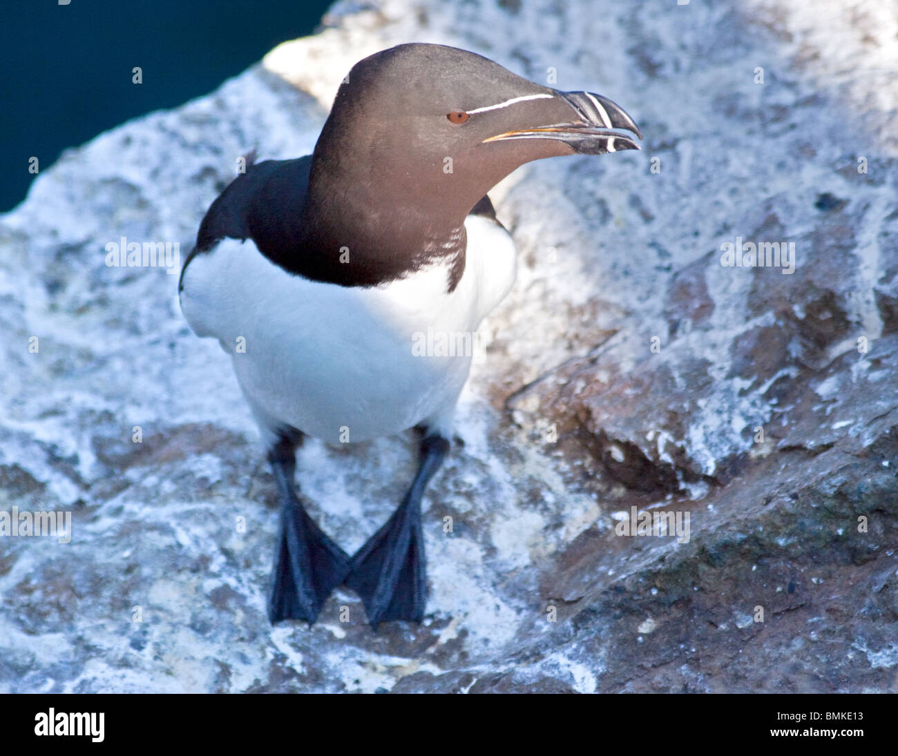 Petit pingouin (Alca torda), pays de Galles, l'île de Skomer Banque D'Images