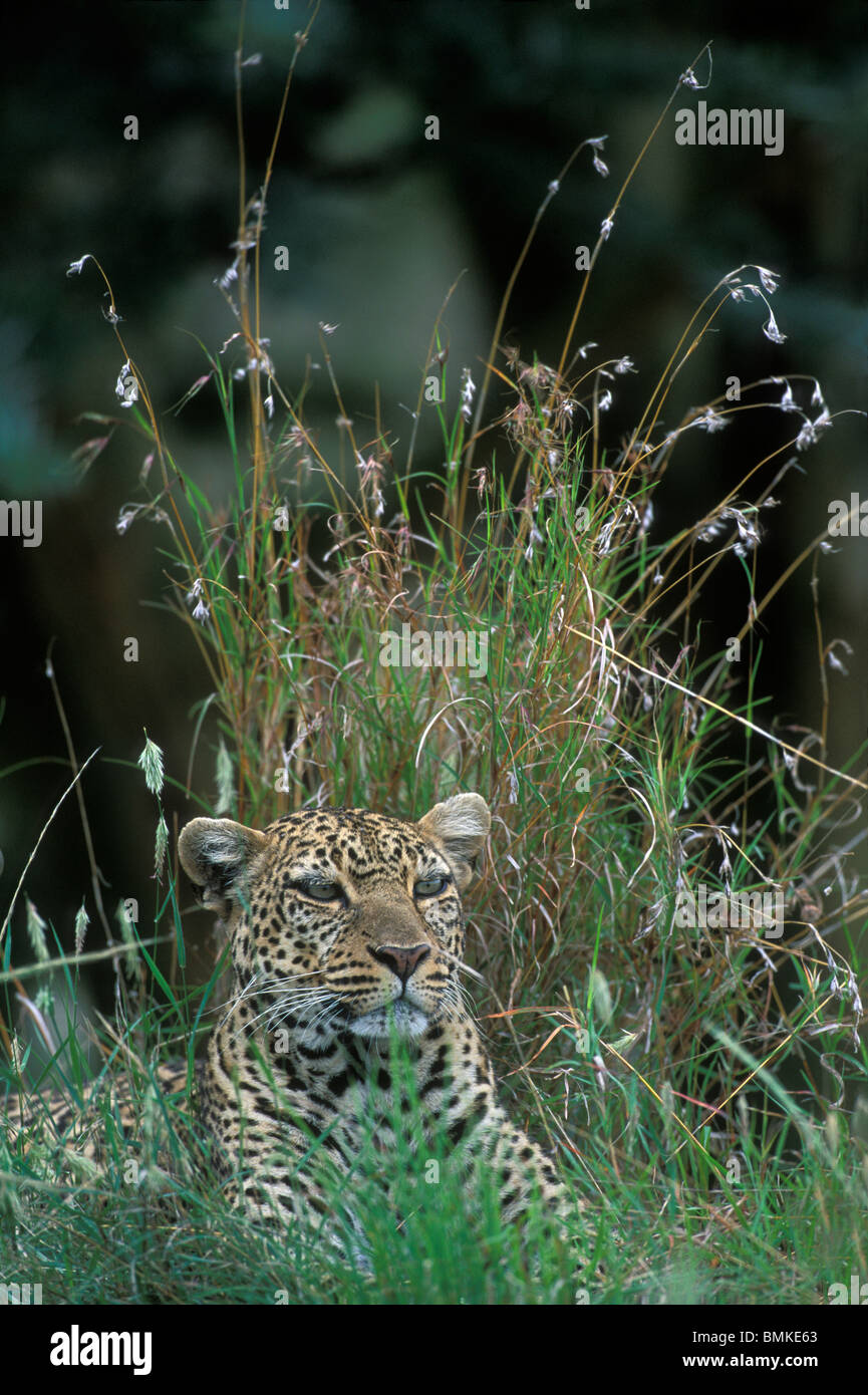 Kenya, Masai Mara, femelles adultes adultes Leopard (Panthera pardus) reposant dans les hautes herbes le long de Telek River Banque D'Images