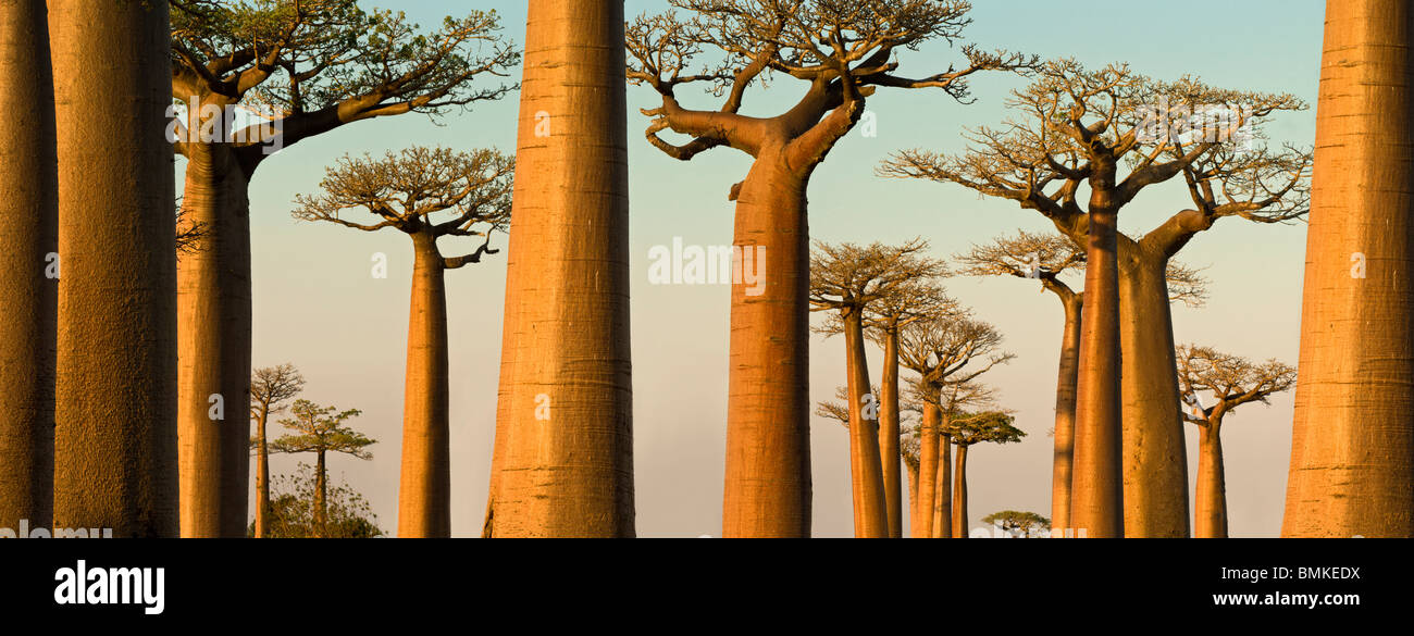 L'Grandidier Baobabs au crépuscule. Près de Morondava, dans l'ouest de Madagascar. Banque D'Images