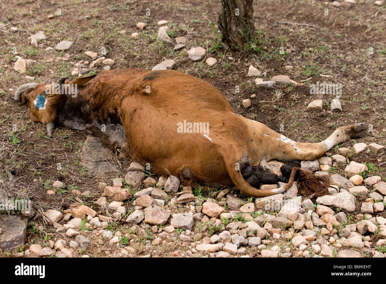 Vache morte sur le terrain, Tanzania, Africa Banque D'Images