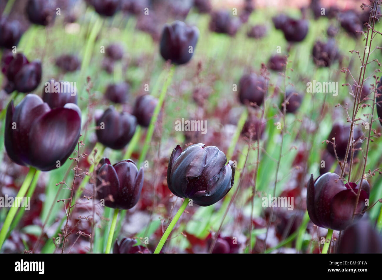 Tulipes pourpres Banque D'Images