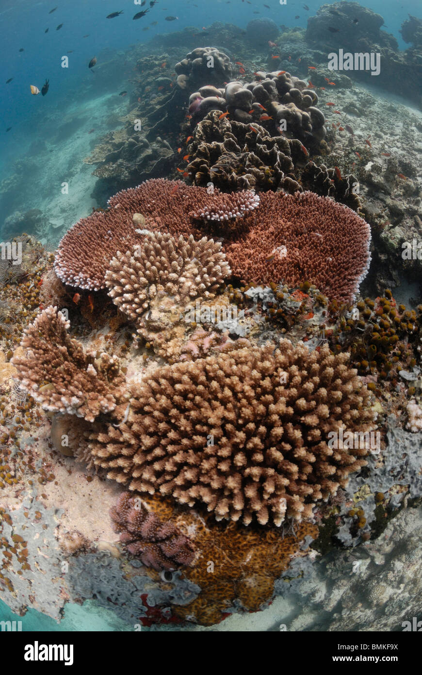Barrière de corail, coraux durs, Sipadan, Sabah, Malaisie, Bornéo, l'Asie du sud-est Banque D'Images