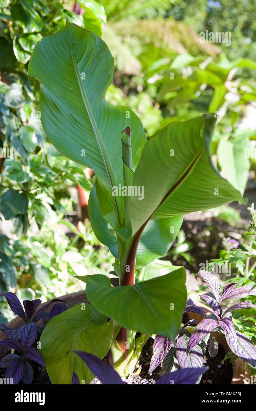 Ensete ventricosum 'Red Stripe' Banque D'Images