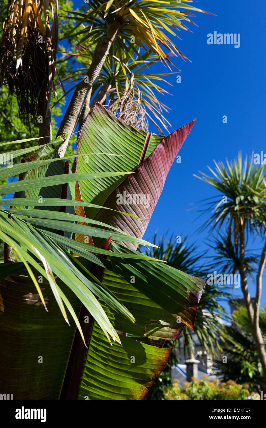 Vue à travers le jardin exotique, Norwich Banque D'Images