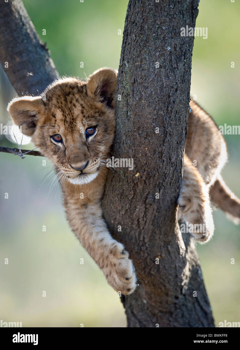 Lion cub sur 3 mois, l'escalade d'un arbre. Près de Ndutu Ngorongoro Conservation Area, / Parc National de Serengeti, Tanzanie. Banque D'Images