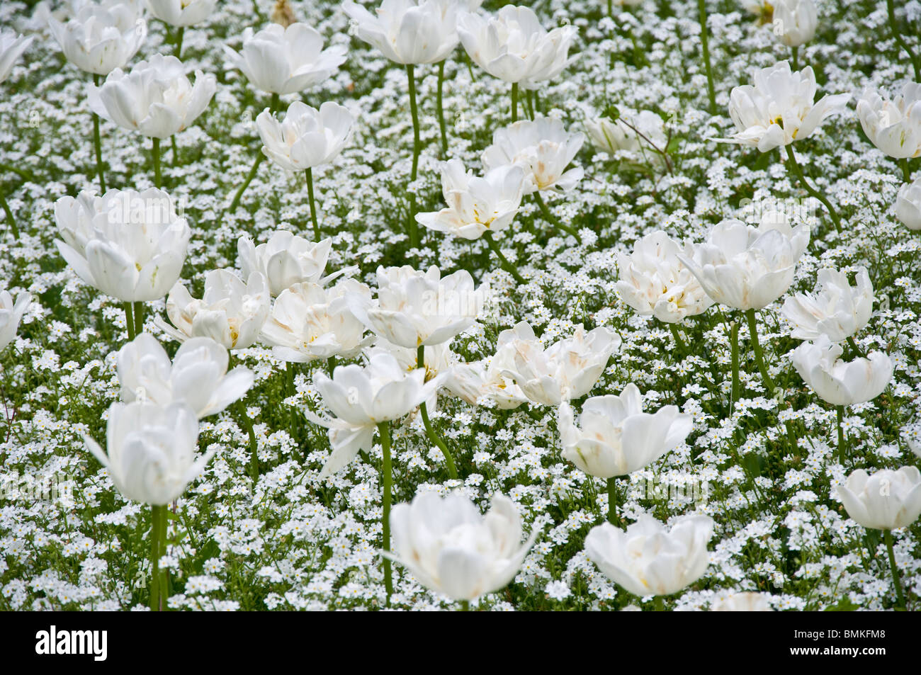 Jardin de printemps tulipes blanches, Banque D'Images