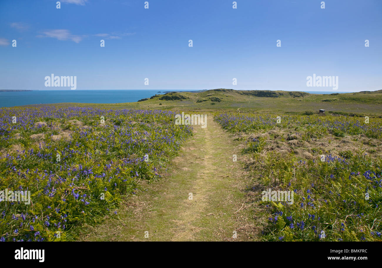 Jacinthes et chemin dans le Printemps sur l'île de Skomer, Pembrokeshire, Pays de Galles Banque D'Images