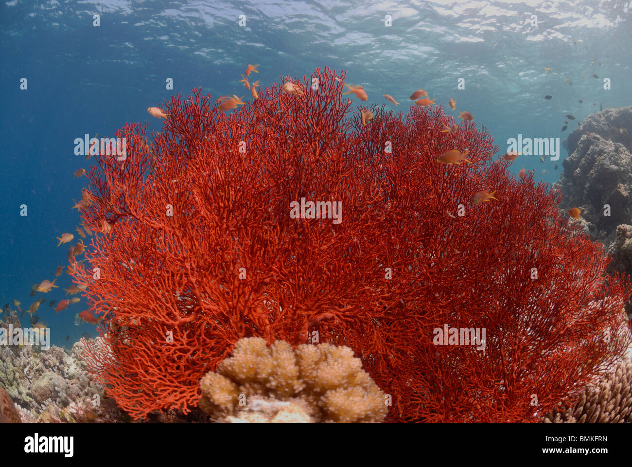 Sea fan gorgones, Sipadan, Sabah, Malaisie, Bornéo, l'Asie du sud-est Banque D'Images