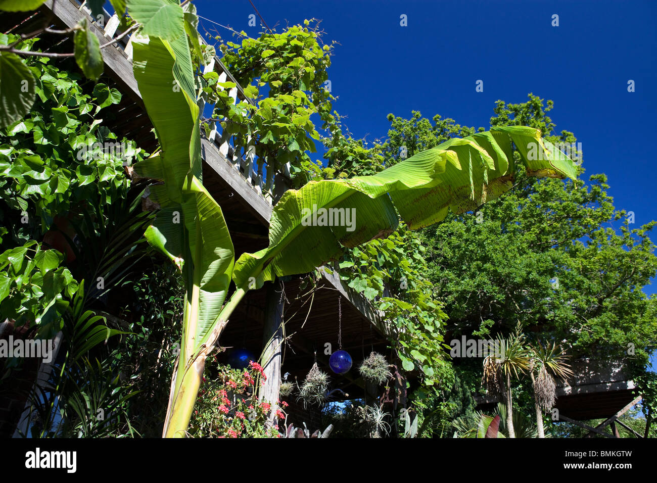 La vue à travers le jardin exotique, Norwich Banque D'Images