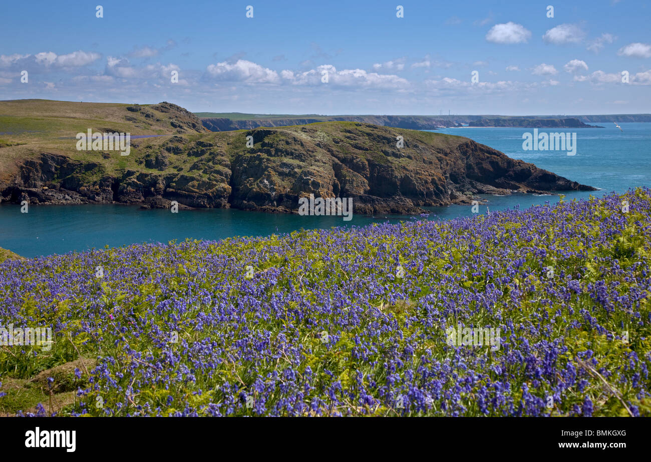 L'entrée (sur l'île de Skomer, Pembrokeshire, Pays de Galles Banque D'Images