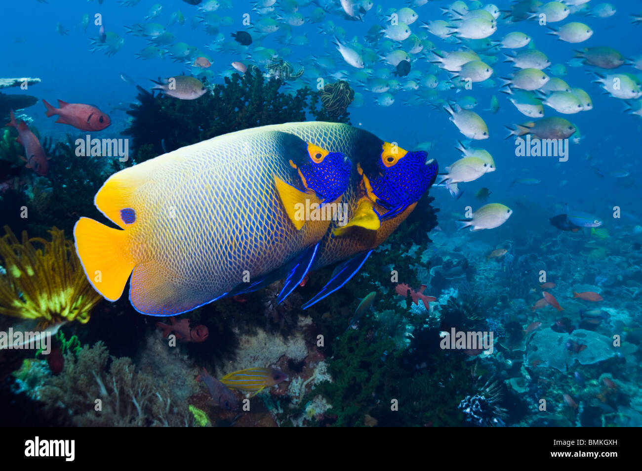 Blue-face de poissons-anges avec l'école des demoiselles en arrière-plan. Rinca, le Parc National de Komodo, en Indonésie. Banque D'Images